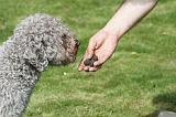 LAGOTTO CAVAGE 073